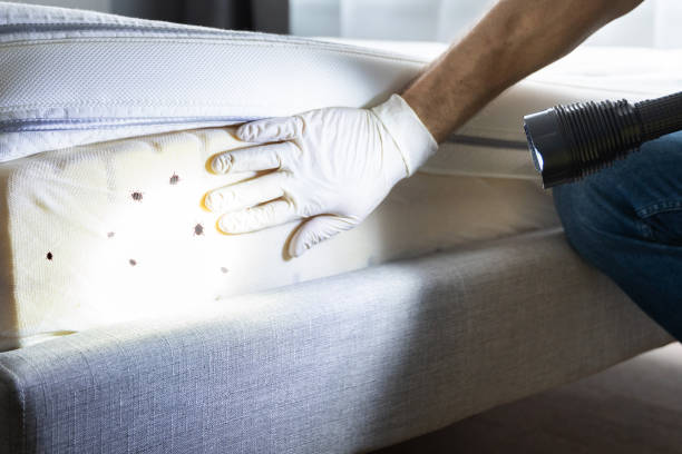 Best Wasp Removal Services  in Jerseyvle, IL