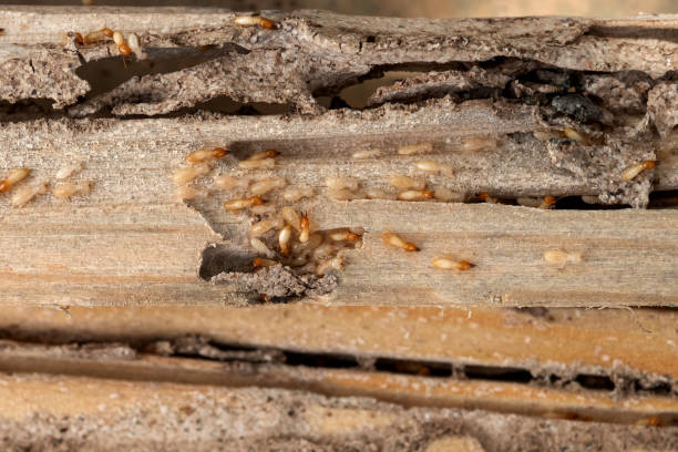 Best Affordable Pest Control Services  in Jerseyvle, IL